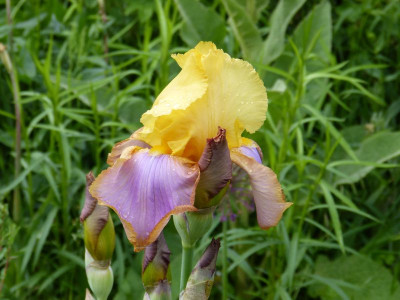 2016-05-31 Iris 1.jpg