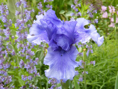 2016-05-31 Iris 2.jpg