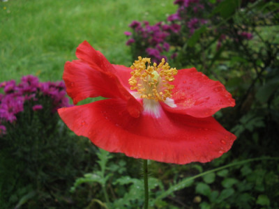 Septembermohn1.jpg