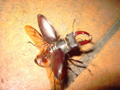 PICT1199.JPG