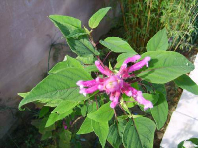 Mex.Salbei.jpg