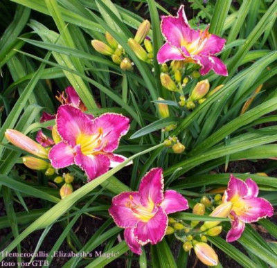 Elizabeths_Magic_20013.jpg