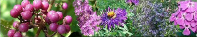 Callicarpa_Ton_in_Ton.jpg