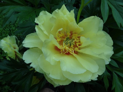 Paeonia Bartzella May 2016 1.JPG