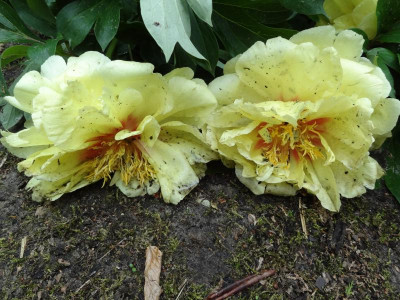 Paeonia Bartzella May 2016 2.JPG