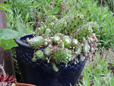 DSCN4385.JPG