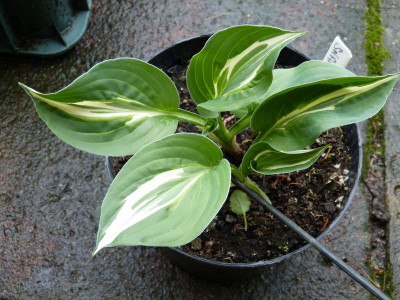 2016-06-01 Hosta 'Snake Eyes'.jpg