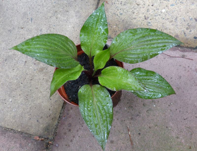 2016-06-01 Hosta 'First Blush' 1.jpg