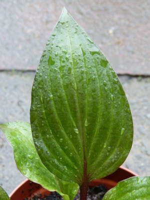 2016-06-01 Hosta 'First Blush' 2.jpg