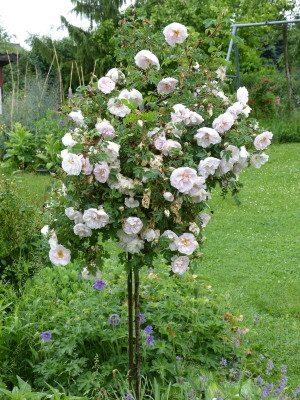 2016-06-01 Rosen 'Stanwell Perpetual'.jpg