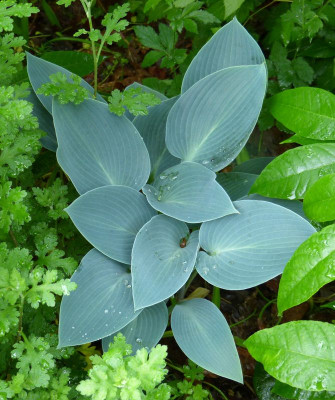 2016-06-01 Hosta 1.jpg