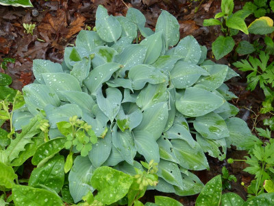 2016-06-01 Hosta 3.jpg