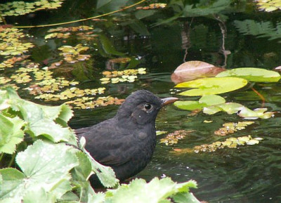 Amselteich-09-06.jpg