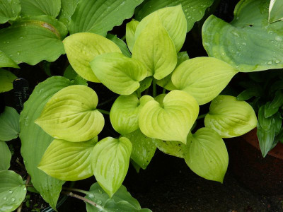 2016-06-01 Hosta 'Alaska Gold'.jpg