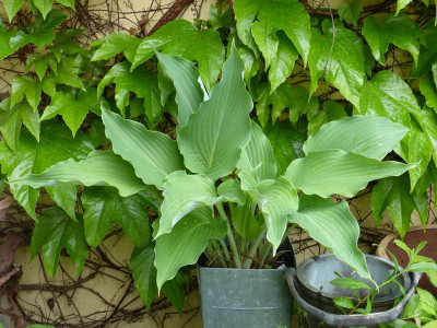 2016-06-01 Hosta 'Cutting Edge'.jpg