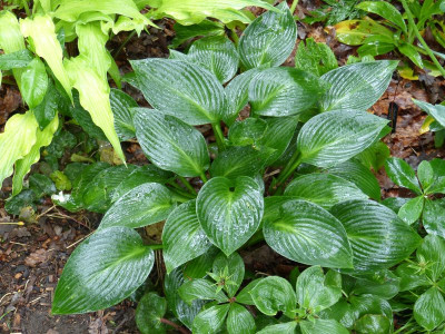 2016-06-01 Hosta 'Devon Green'.jpg