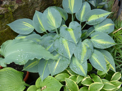 2016-06-01 Hosta 'First Class' - 'Catherine'.jpg