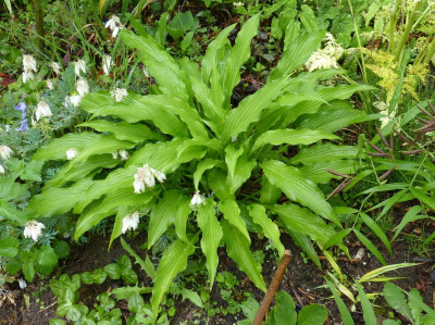 2016-06-01 Hosta 'Fourth of July'.jpg