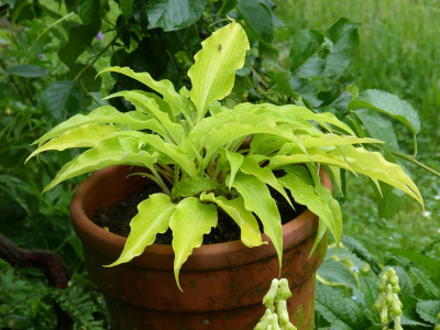 2016-06-01 Hosta 'Frisian Pride'.jpg
