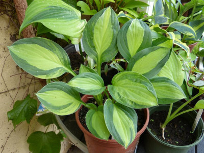 2016-06-01 Hosta 'Gipsy Rose'.jpg