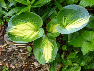 2016-06-01 Hosta 'Great Expectations'.jpg