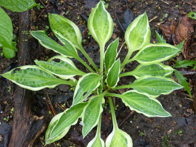 2016-06-01 Hosta 'Hanky Panky'.jpg