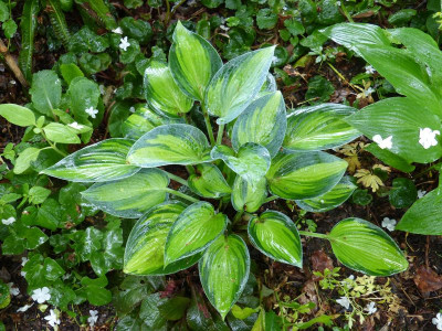 2016-06-01 Hosta 'June'.jpg