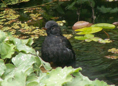 Amselteich-III-09-06.jpg