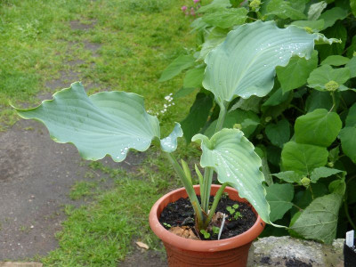 2016-06-01 Hosta 'Neptune' 2.jpg