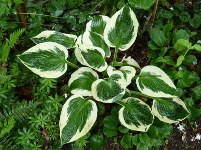2016-06-01 Hosta 'Patriot'.jpg