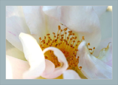 Makro_Rose.jpg