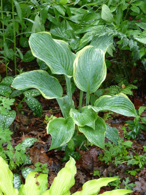 2016-06-01 Hosta 'Regal Splendor'.jpg