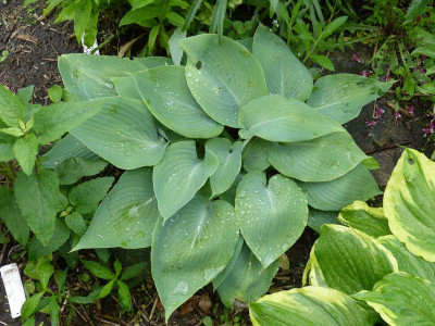 2016-06-01 Hosta 'Lakeside Accolade'.jpg