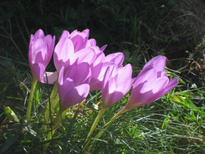 IMG_5364colchicum.jpg
