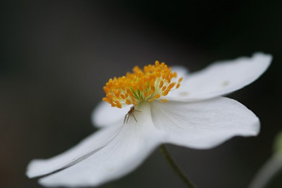 Anemone-.JPG