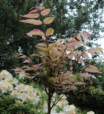 IMG_§155.jpg