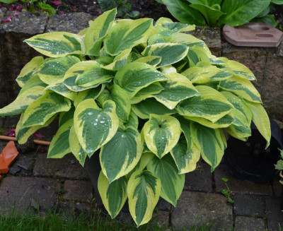 Hosta-WideBrim.16-1.jpg