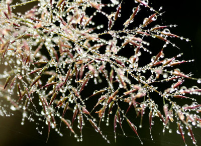 Calamagrostis-br.-2.jpg