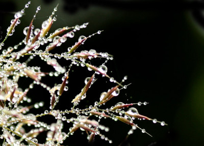 Clamagrostis-Brach.-2.jpg