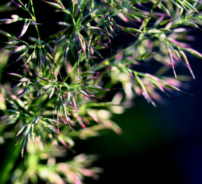 Calamagrostis-brachytricha.jpg
