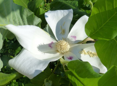 2016-06-01 Magnolia macrophylla 'Ashei' 1.jpg