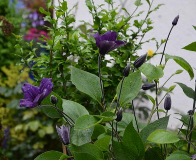 Clematis-Durandii.16-1.jpg