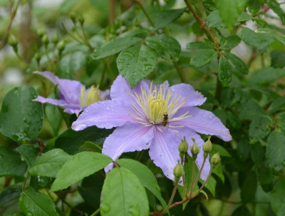 Clematis-Justa.16-1.jpg