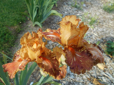 PlaneurBlüte.JPG