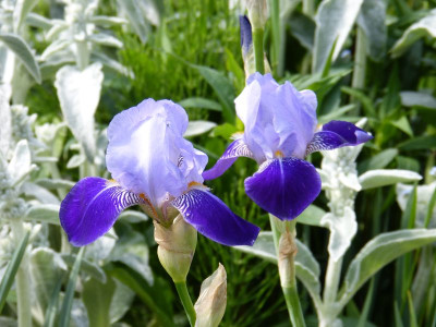 2016-05-30 Iris 'Rheintraube'.jpg