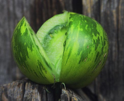 green-zebra_v.jpg