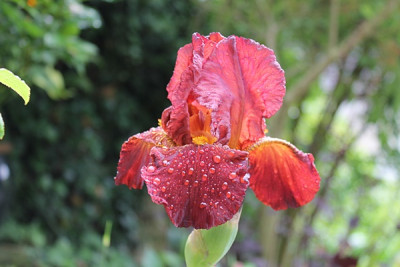 Iris Red Zinger.JPG