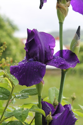 iris unbek. vorgarten zaun.JPG
