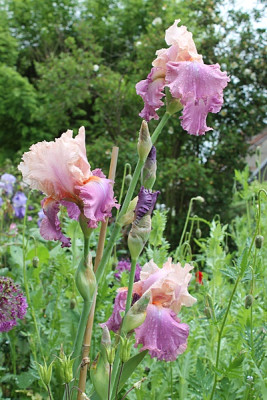 Iris 'Sweet Musette'.JPG