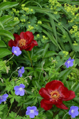 Paeonia-Rubyette.15-2.jpg